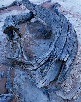 Deadvlei Trunks