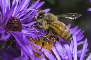 Queen bee