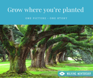 Grow where you’re planted