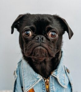 Empathy and listening from a nodding dog
