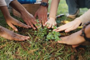 plant gardening and hands of volunteers in nature
